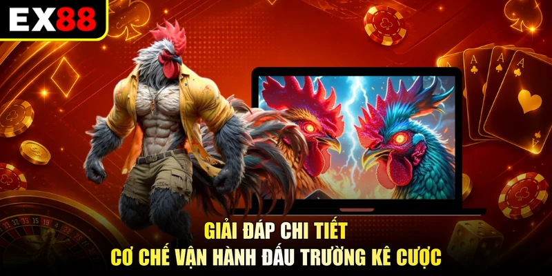 Giải đáp chi tiết cơ chế vận hành đấu trường kê cược